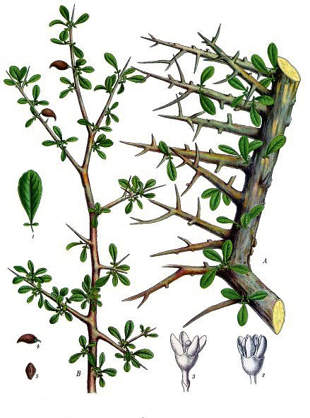 mirra Mirra resina ottenuta da alberi della famiglia delle Burseracee; ha un odore gradevole e un sapore piccante.