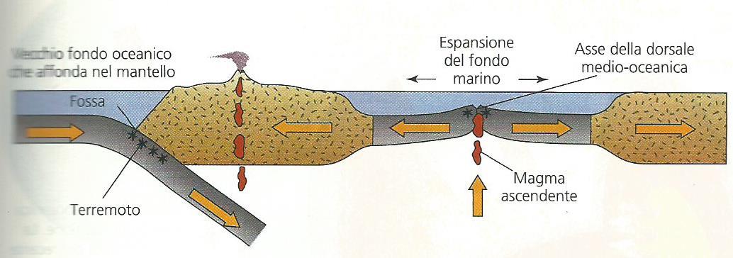 L espansione dei fondi oceanici Nel 1962, Harry Hess propose un'idea per spiegare la topografia del fondale oceanico e l'attività che esiste lungo le dorsali e le fosse, suggerendo che nuova crosta