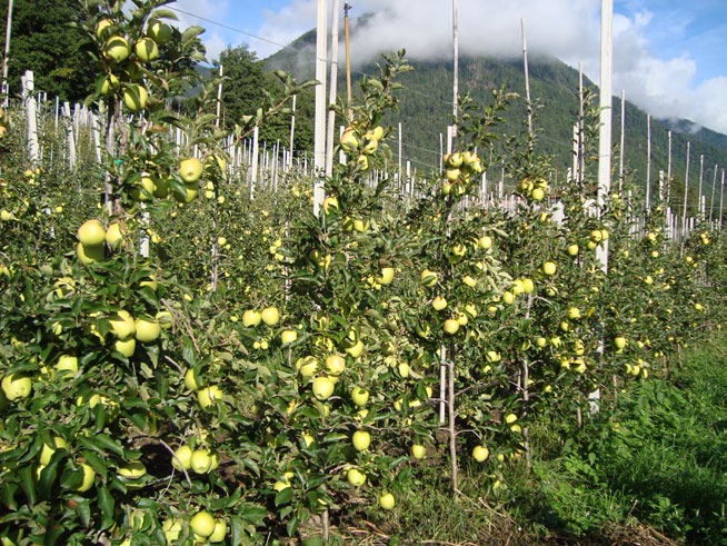 - quasi tutte le piante di melo colpite da Scopazzi sono ritornate produttive e nel 2010 sono stati raccolti 350 qli per ettaro, il 25 % in più dall introduzione di Bio Aksxter nelle pratiche