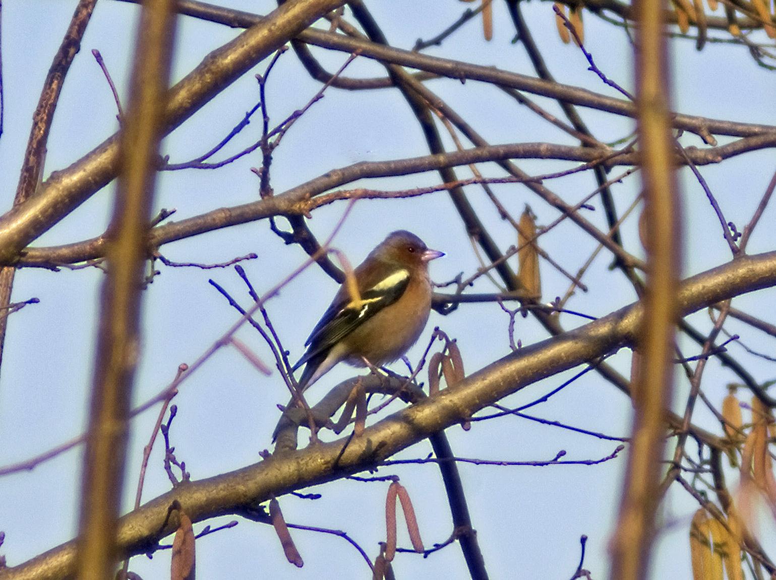 Fringuello ( Fringilla coelebs )