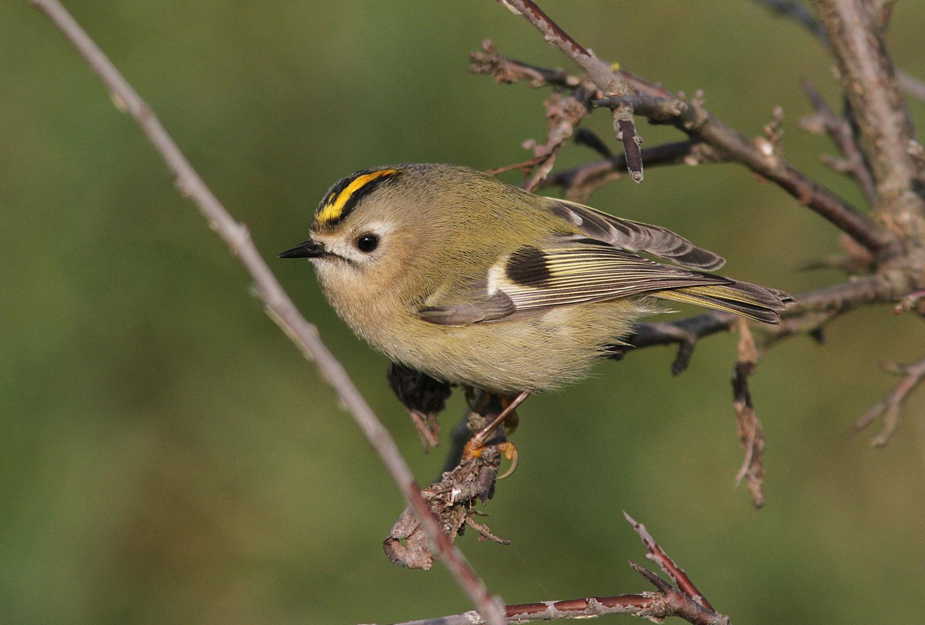 Pettirosso Erithacus