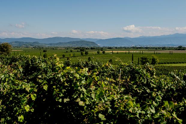 Pubblicato su Territori.Coop (http://www.territori.coop.it) 24 Giugno 2016 Tra i vini del Friuli Venezia Giulia attraversando i colli orientali.