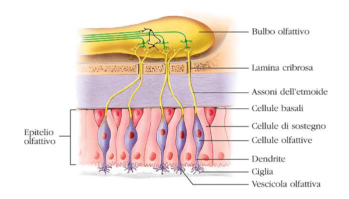 A B Figura 3: A) Mucosa respiratoria; B) mucosa olfattiva La vascolarizzazione del naso esterno proviene dall arteria faciale, dall oftalmica e dalla mascellare e si getta nelle vene faciale ed