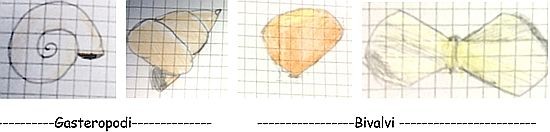 Conchiglie: gasteropodi e bivalvi Il primo passo, realizzato attraverso attività svolte in classe e/o in laboratorio, è stato l osservazione di esemplari di conchiglie marine presi nel laboratorio di