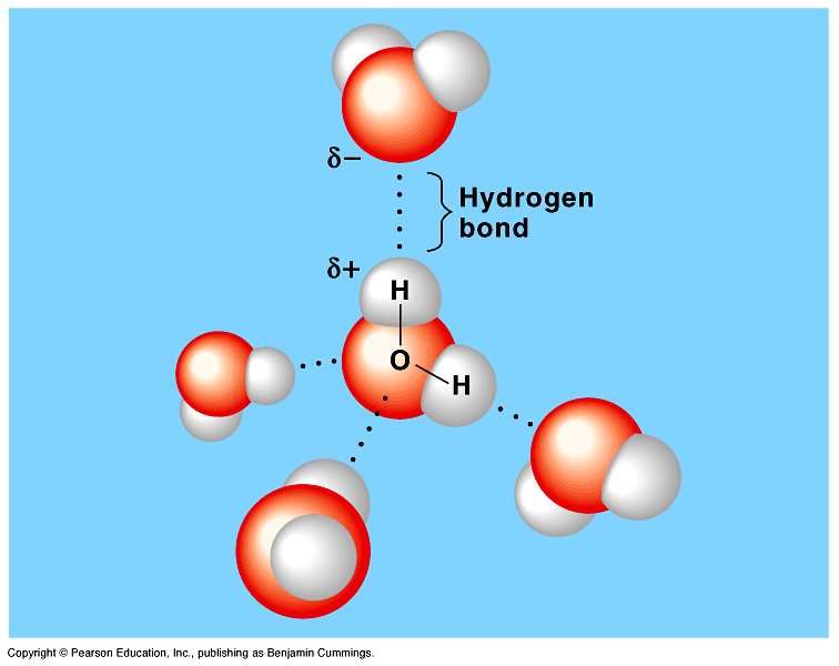 Proprietà dell ACQUA Ø Forza di coesione tra le molecole La natura polare dell acqua la rende unica nelle proprietà chimico-fisiche