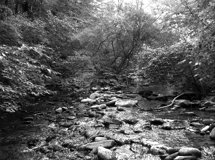 Ricerche floro-faunistiche in alcune zone in Casentino Per quello che riguarda le acque lotiche le stazioni sono: Fiume Rabbi Fig. 9 Fiume Rabbi.