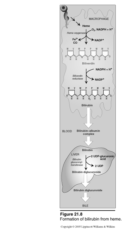 Catabolismo Gli uroporfirinogeni sono escreti nelle urine in quanto idrofili. La protoporfirina è escreta in bile e feci in quanto idrofobica.