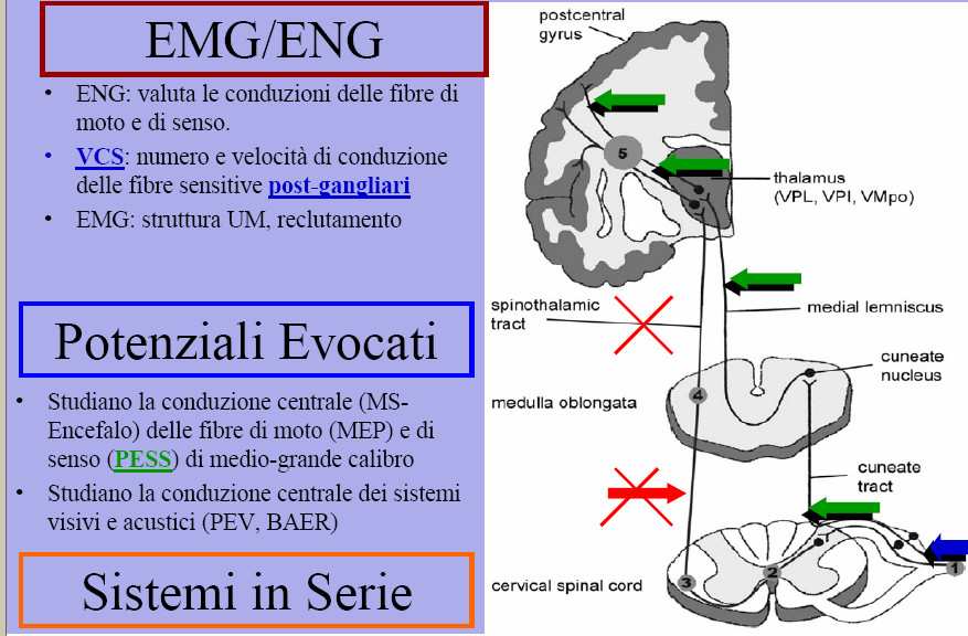 Screening e Diagnosi della ND Esame