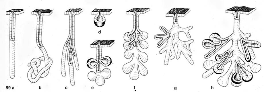 Diversi tipi di adenomeri