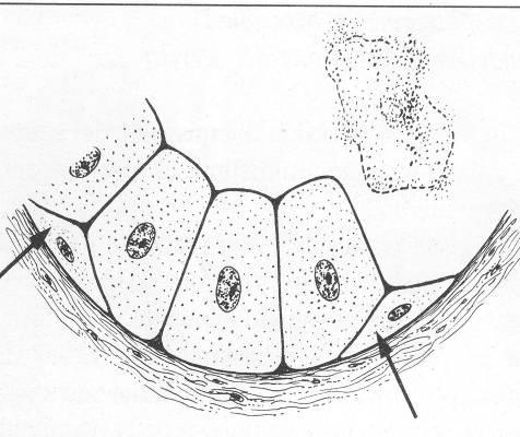 SECREZIONE OLOCRINA La cellula si riempie di secreto, degenera, perde il nucleo e muore Le