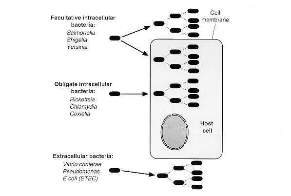 Produzione di materiale polisaccaridico extracellulare Formazione di un biofilm microbico su una superficie organica Favorisce la formazione di biofilm Biofilm: comunità di germi inclusi in un