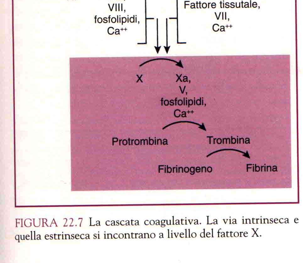 Le vie della coagulazione sono due: a) La via intrinseca: attivata dal Fattore di Hageman (fattore XII) attivato, presente nel plasma b) La via estrinseca: attivata dal fattore tissutale presente