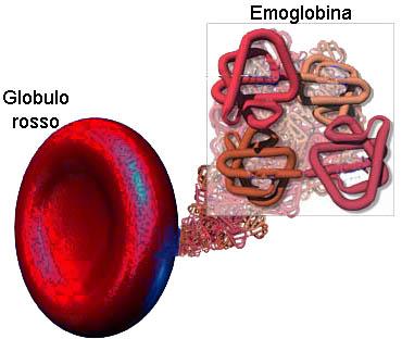 La parte corpuscolata Globuli Rossi Il sangue non ossigenato invece,