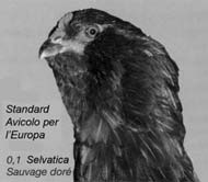 RAZZE E COLORAZIONI ARAUCANA La Gallina Dalle Uova Blu di Fabrizio Focardi Ne ho già parlato qualche anno fa, e precisamente sul Notiziario n 15 del Marzo1998, nell'articolo: Araucana - Tentiamo Di