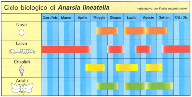 Anarsia lineatella