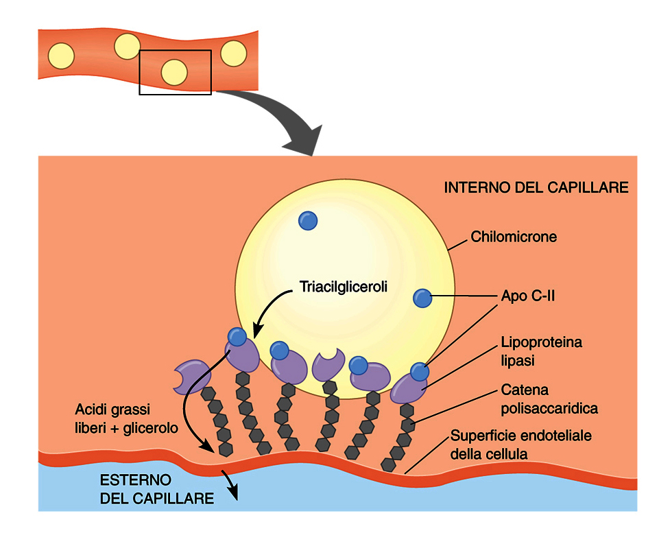 Azione della lipoproteina lipasi Chilomicroni provenienti dal sistema linfatico e flusso sanguigno La lipoproteina lipasi, attivata