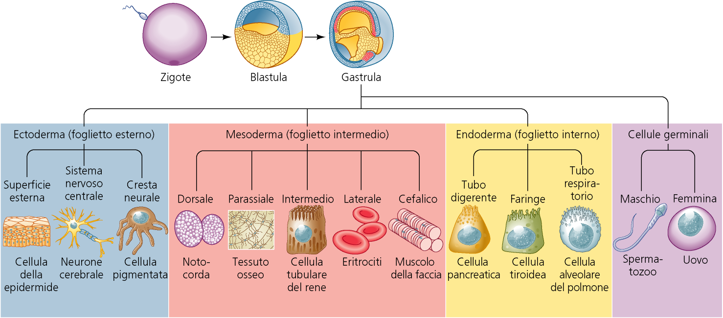 I processi dello SVILUPPO DIFFERENZIAMENTO CELLULARE Tipi cellulari differenziati nella struttura e nella funzione