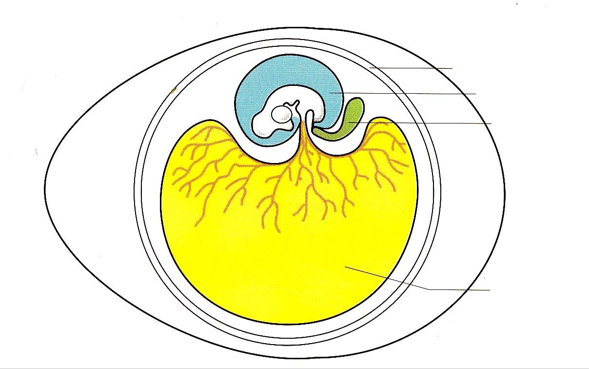 ANNESSI EMBRIONALI VERTEBRATI SUPERIORI (RETTILI; UCCELLI; MAMMIFERI ): solo una piccola parte dei blastomeri forma l embrione; il resto forma strutture che avvolgono, nutrono e proteggono l embrione