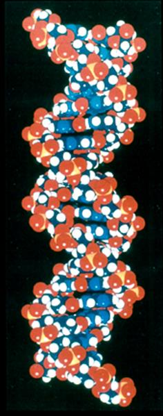 I processi dello SVILUPPO Differenziamento cellulare DIFFERENZIAMENTO CELLULARE Un unica cellula, l uovo fecondato, dà origine a centinaia di tipi cellulari differenti: cell.