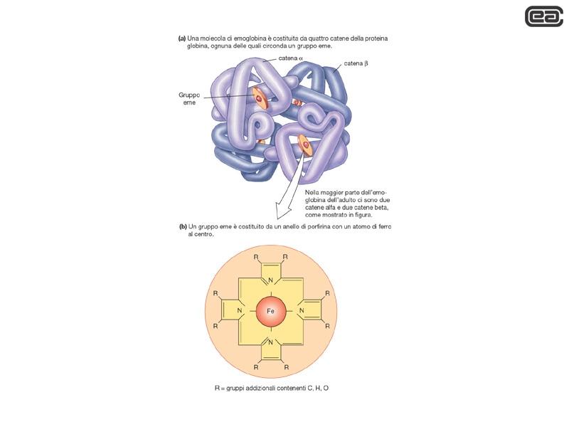 Nell'anemia falciforme il gene della catena β ha una mutazione puntiforme