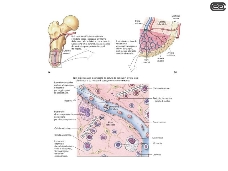 MIDOLLO OSSEO: Quando produce attivamente gli elementi corpuscolati è rosso per la presenza di emoglobina, quando è inattivo è