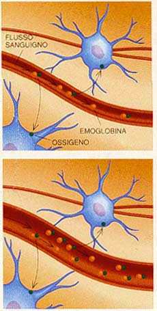 Esplorazione funzionale in vivo dei correlati neurometabolici dell attività cerebrale +50 mv Riposo 0-70 1 EEG MEG 2 3 msec Attivazione = Hb = HbO 2 FDG-PET smri attività neuronale