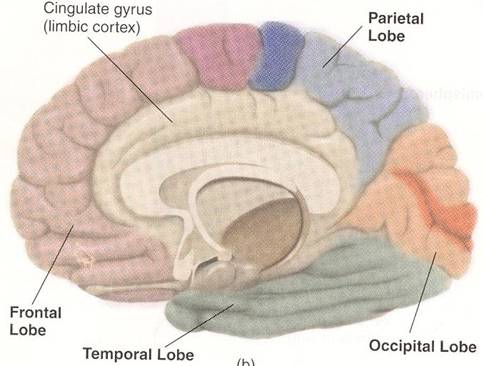 Esplorazione funzionale in vivo del cervello Perché