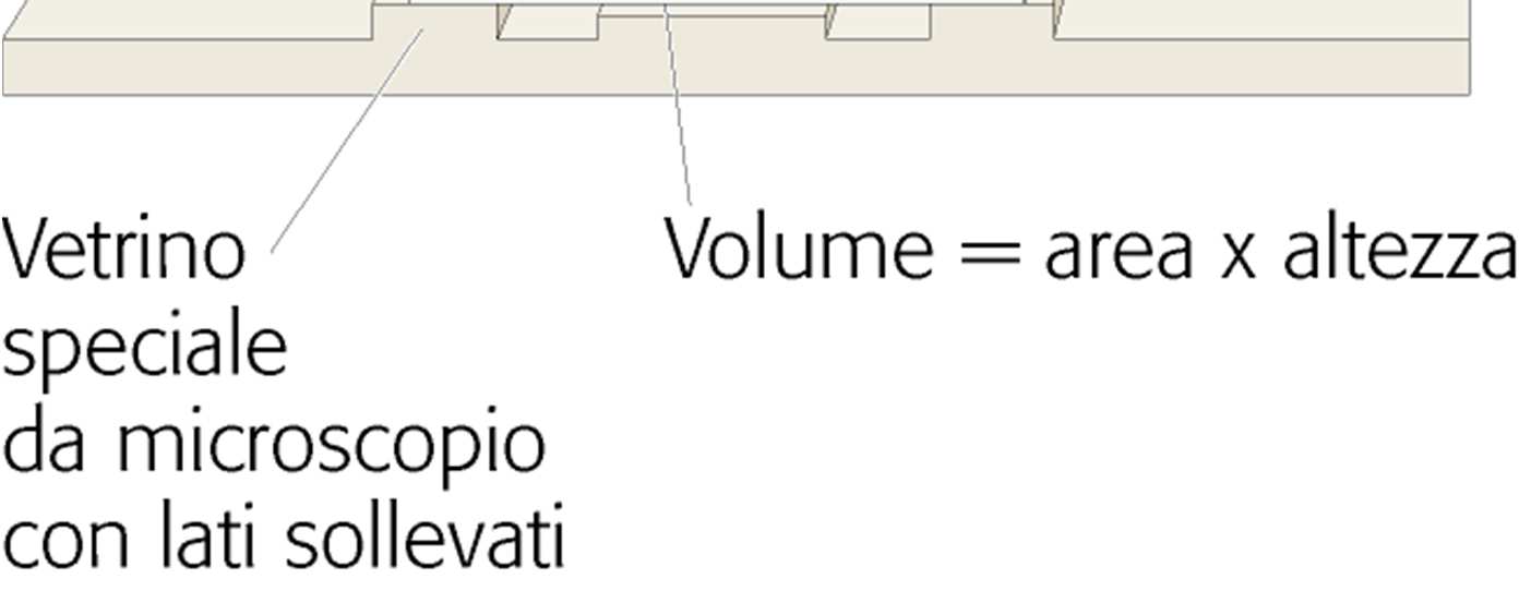 Determinazione della carica microbica MISURAZIONE DIRETTA CONTA TOTALE AL MICROSCOPIO (con camere di conta) CONTA VITALE (piastramento di diluizioni seriali) MISURAZIONE INDIRETTA - Misura della