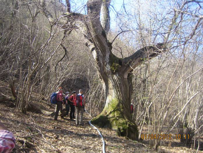 Figura 9: Castagno gigante al Ballo della Gallina Figura 10: Pentema dalla Costa della Gallina 1-90-47 P10 (Dalla cappella dei Bucci Passo del Colletto) Marcia 10 min Alla Cappella dei Bucci, quota