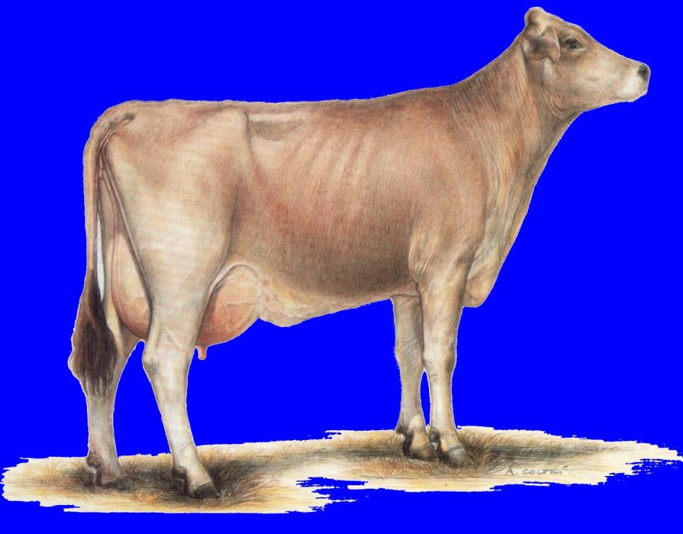 Classificazione delle razze bovine Razze specializzate per la