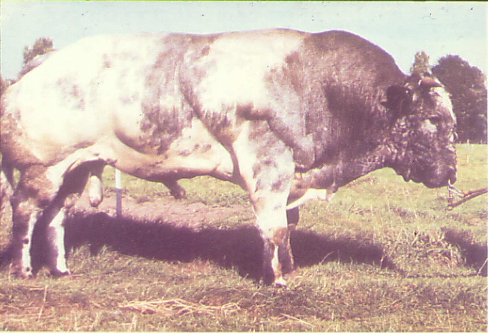 Blanc Bleu Belga Razza molto diffusa in Belgio (50% della popolazione bovina), sia in purezza che incrociata, per la produzione di carne.