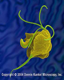 Trichomonas vaginalis: morfologia e struttura Trofozoite: 15-18 µm in diametro, piriforme, monozoico, mononucleato, 2 paia di flagelli anteriori ed un flagello laterale accolto in una membrana