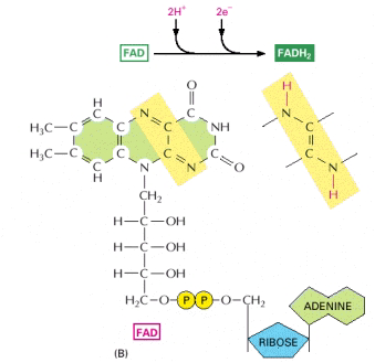 Struttura del FAD e la sua riduzione a FADH 2 Il coenzima Flavina Adenina Dinucleotide (FAD) può accettare uno o due atomi di idrogeno.