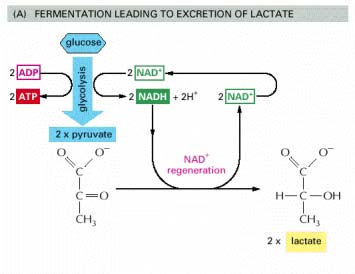 Fermentazione Via metabolica per produrre energia in situazioni di anaerobiosi in cui il piruvato, prodotto nella glicolisi, è convertito ad esempio in lattato (es.