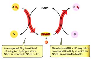 I più comuni trasportatori intermedi di elettroni sono la nicotinamide adenina dinucleotide (NAD + ) e la flavina adenina dinucleotide (FAD). http://www.bio.miami.