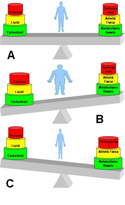 Bilancio Energetico La risultanza tra l energia immessa con i cibi e quella consumata per mantenere in vita ed in movimento il corpo