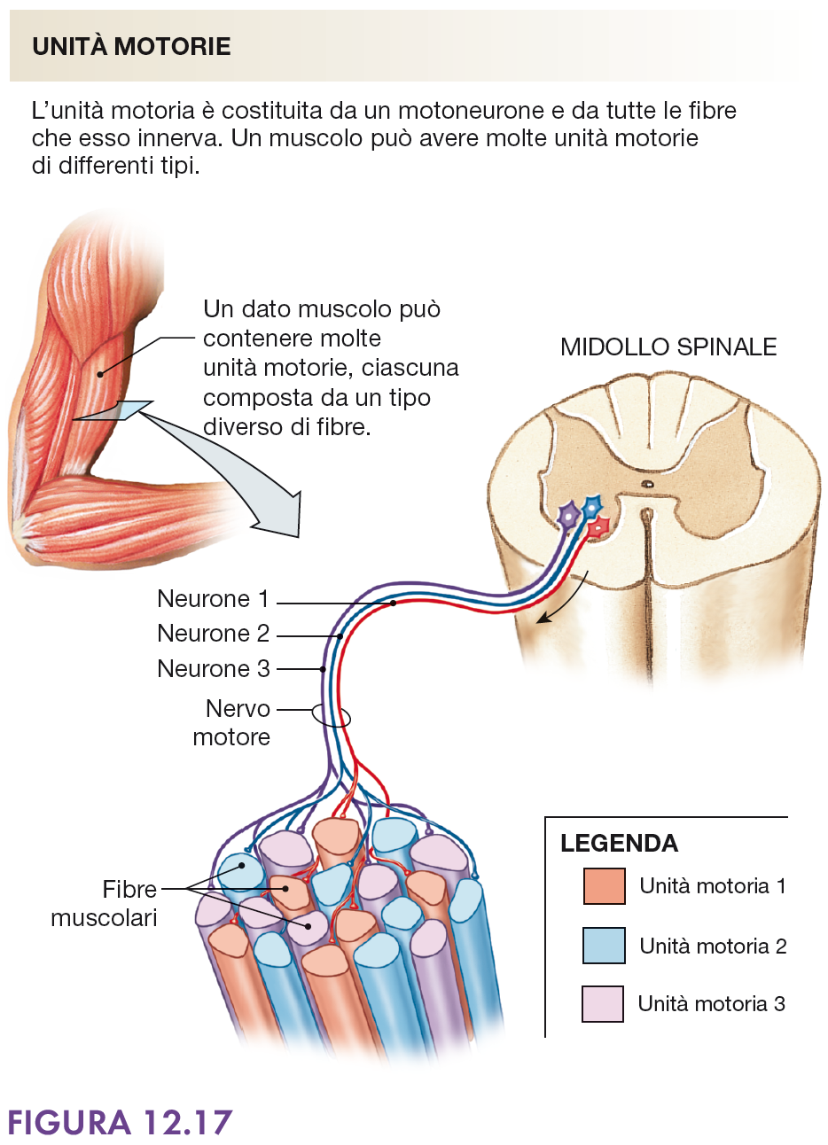 Unità motoria Gruppo di fibre muscolari e motoneurone somatico che le innerva 3-5 fibre: in muscoli deputati ai movimenti fini Centinaia-migliaia fibre: muscoli deputati a movimenti grossolani Le