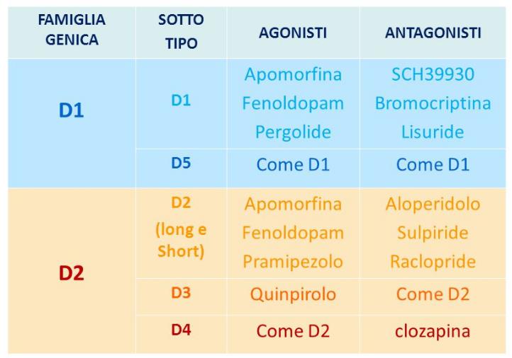 RECETTORI METABOTROPI NON MEDIANO IL TRASPORTO DIRETTAMENTE, SEBBENE FRA I RISULTATI DELLA TRASDUZIONE DEL SEGNALE POSSA ESSERCI L ATTIVAZIONE DI TRASPORTATORI DI MEMBRANA Recettori metabotropi