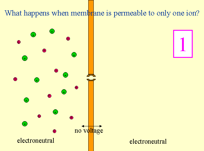 Cosa accade alla membrana quando è permeabile