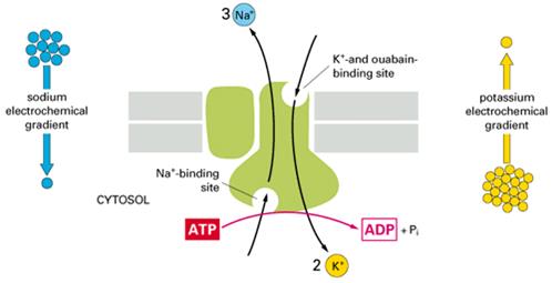 La pompa sodio-potassio Le pompe ioniche, al contrario dei canali ionici, mobilizzano gli ioni attraverso la membrana plasmatica contro il loro gradiente elettrochimico, e quindi con un trasporto di