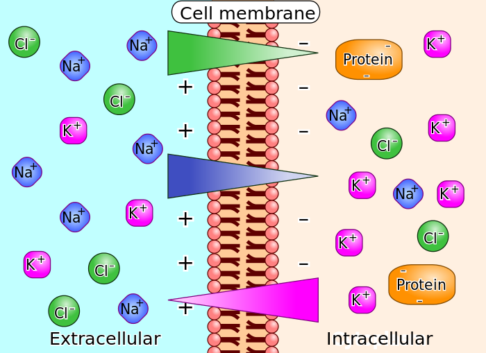 Infatti anche il Cl- può attraversare facilmente la membrana grazie alla presenza di canali resting sempre aperti.