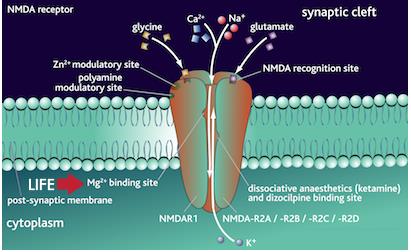 Magnesio + Gli ioni Mg2+, sono invece essenziali per numerosi fenomeni connessi con l attività enzimatica e con il metabolismo degli acidi nucleici.