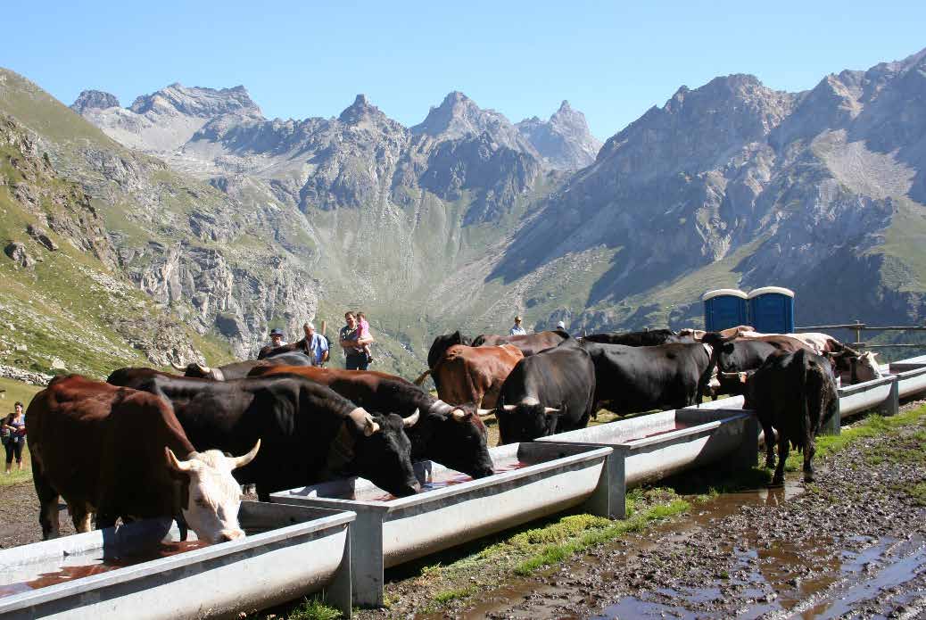 6 Elevage Vallée d Aoste XXVIII Concours Reina dou Lacë Venerdì 1 maggio 2015 Questo appuntamento, tradizionalmente fissato il primo maggio di ogni anno, si svolge presso l arena Croix Noire di Aosta.