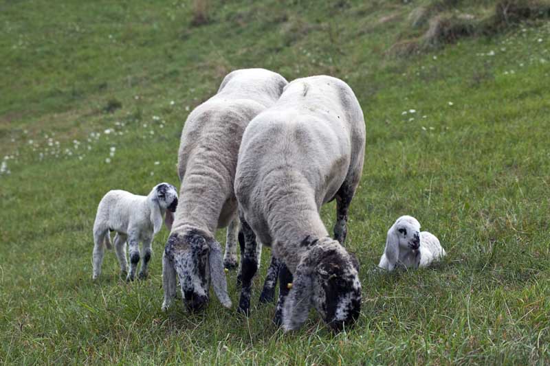 PECORA CORNIGLIESE Famiglia: Bovidae Genere: Ovis Specie: Nome comune: Cornigliese Sinonimi accertati: del Corniglio Sinonimie errate: Denominazioni dialettali locali Data inserimento nel