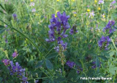 I metodi di difesa: agricoltura biologia MODULO 1.