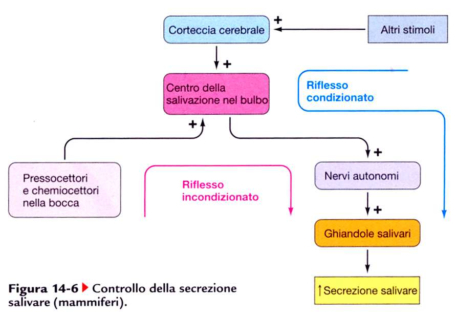 Controllo della secrezione salivare L assunzione di cibo comporta un incremento della salivazione mediante un meccanismo nervoso riflesso di tipo: Incondizionato (o innato): il cibo stimola recettori