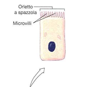 Intestino tenue La mucosa intestinale possiede una struttura che le conferisce un enorme area di superficie in uno spazio relativamente ridotto.