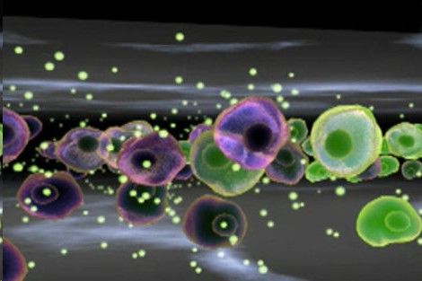 La riproduzione: In condizioni ottimali i batteri si riproducono velocemente per divisione cellulare (scissione binaria).