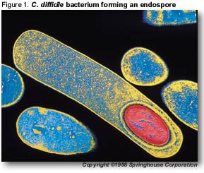 Malattie Alimentari SPORE BATTERICHE:La maggior parte dei batteri muore in assenza di sostanze nutritive o in condizioni ambientali sfavorevoli.