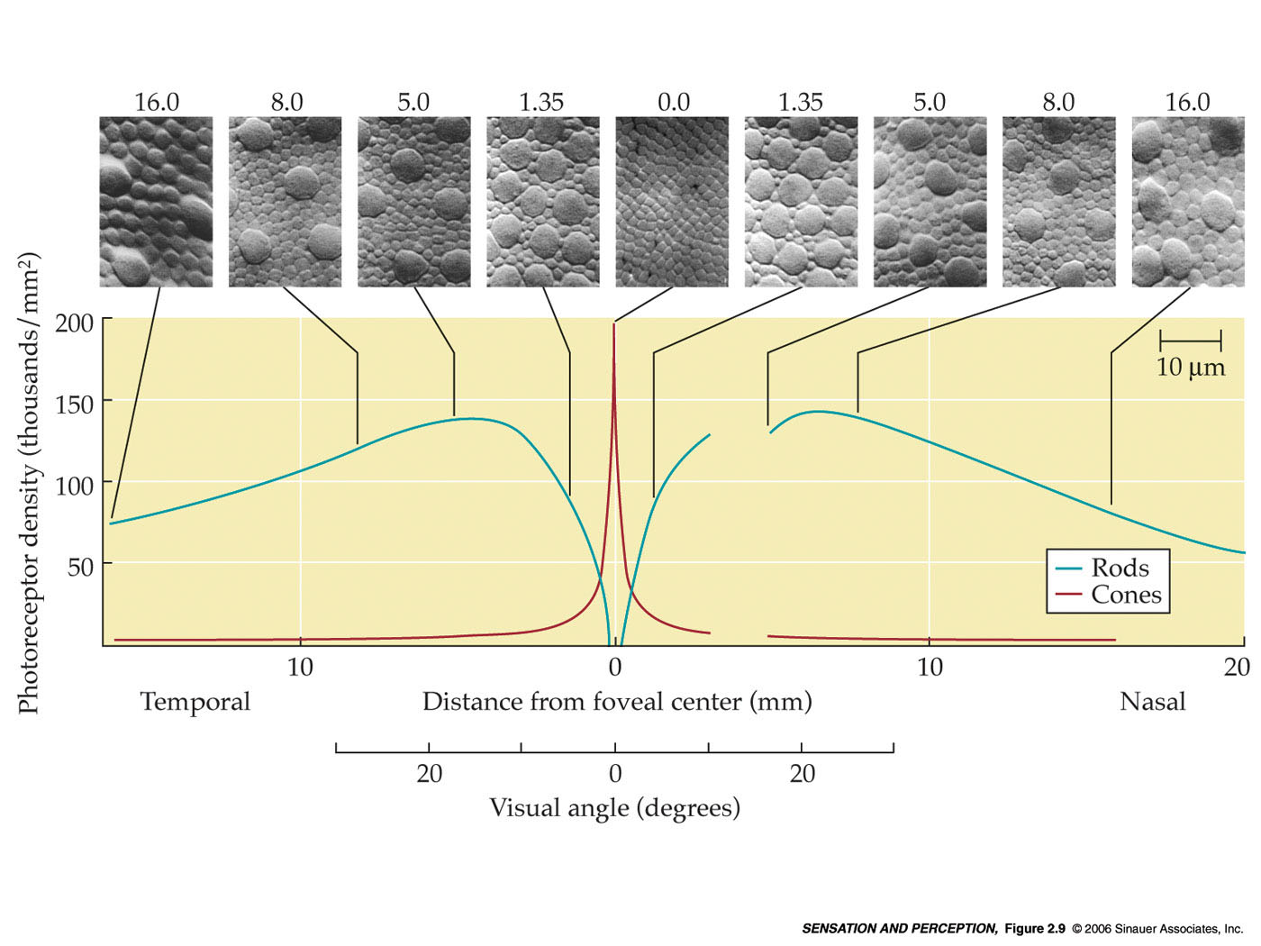 Primi stadi della visione //La retina: coni, bastoncelli, fototrasduzione Al buio, con i canali di Na + aperti, il potenziale di riposo è circa -40 mv.